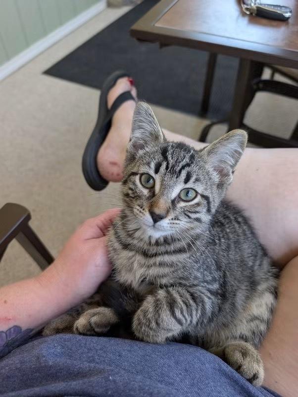 Forrest, Adoptable, Kitten Male Domestic Short Hair.