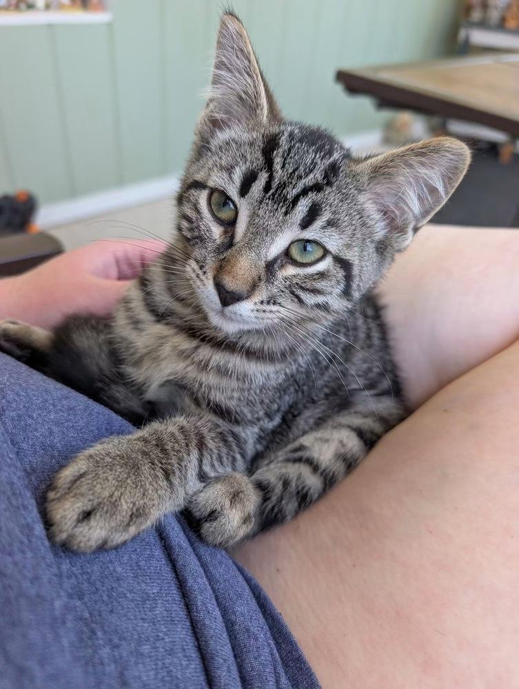 Enlarge Forrest, a Adoptable mixed breed in Dorr, MI image 3/6