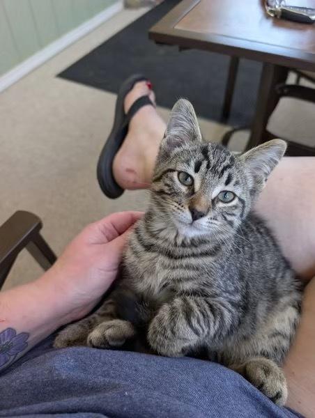 Enlarge Forrest, a Adoptable mixed breed in Dorr, MI image 4/6