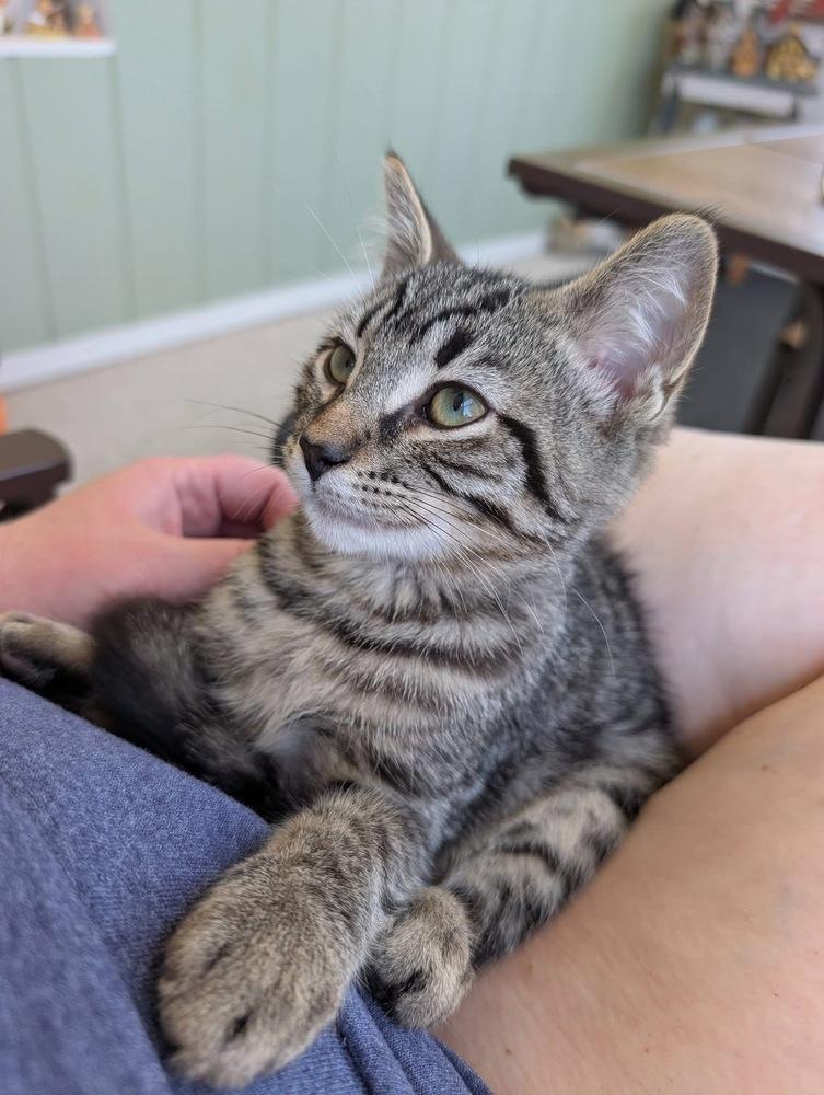 Enlarge Forrest, a Adoptable mixed breed in Dorr, MI image 5/6