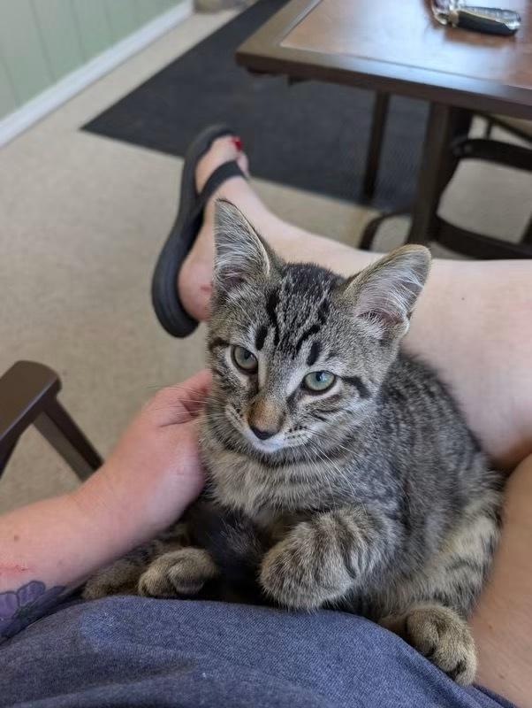 Enlarge Forrest, a Adoptable mixed breed in Dorr, MI image 6/6