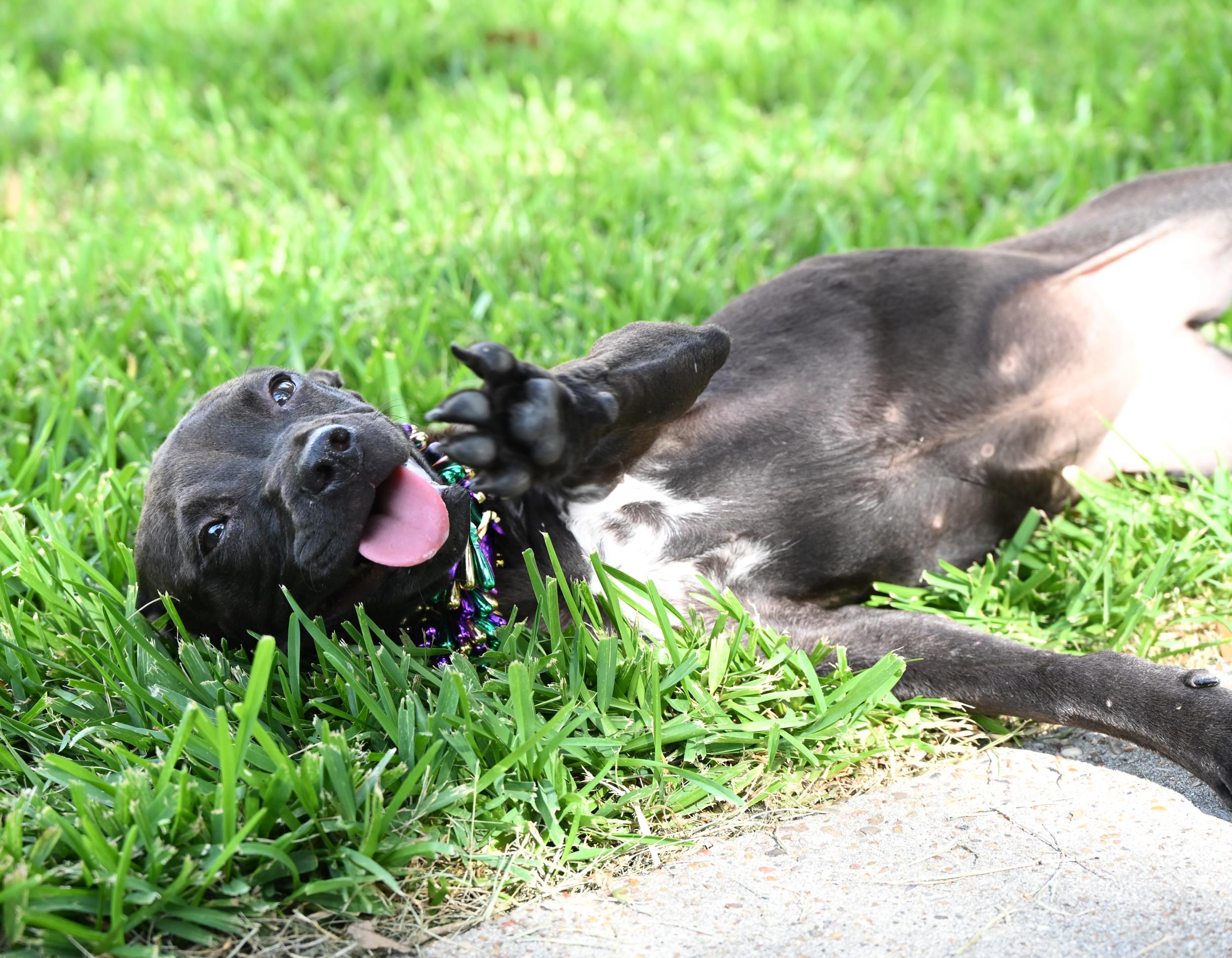 Enlarge Janis Joplin, an adopted mixed breed in West Orange, TX image 4/5