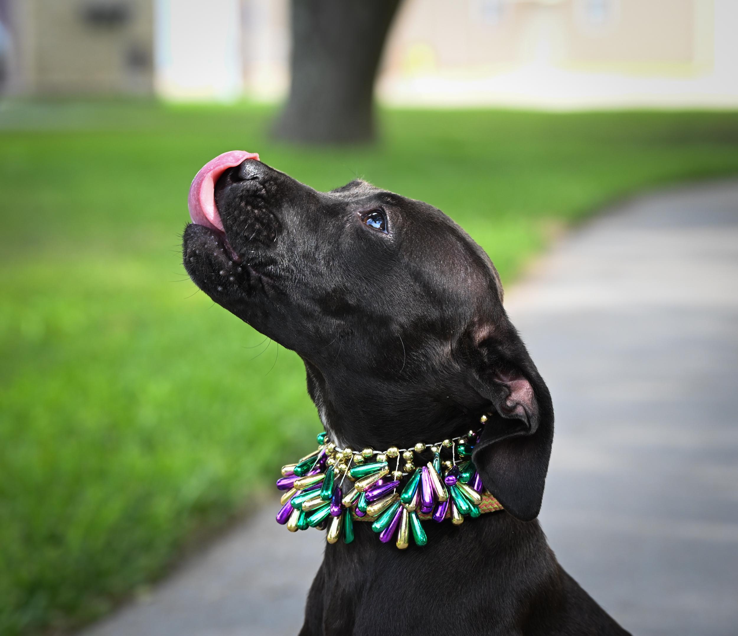 Enlarge Janis Joplin, an adopted mixed breed in West Orange, TX image 5/5