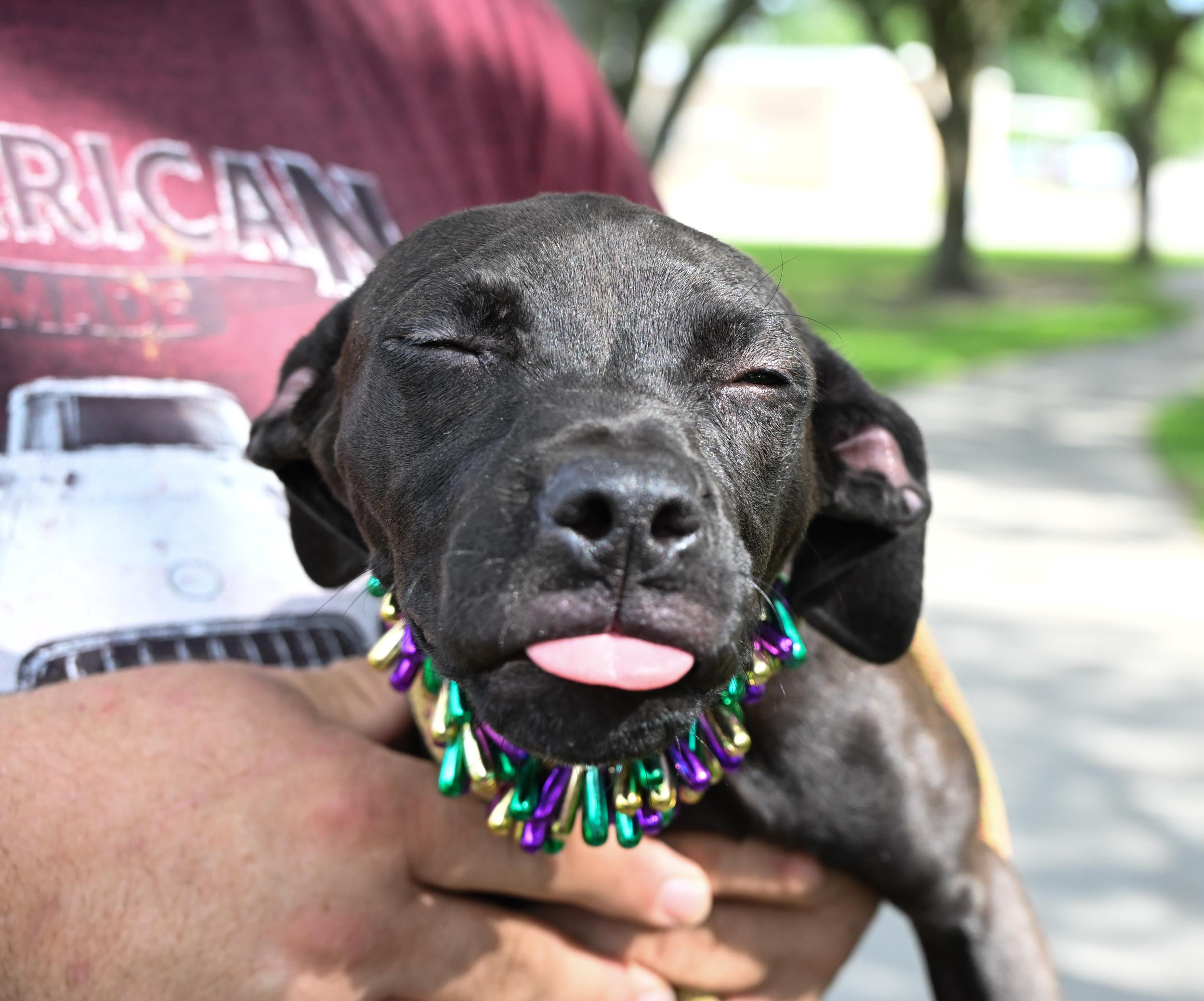 Enlarge Janis Joplin, an adopted mixed breed in West Orange, TX image 2/5