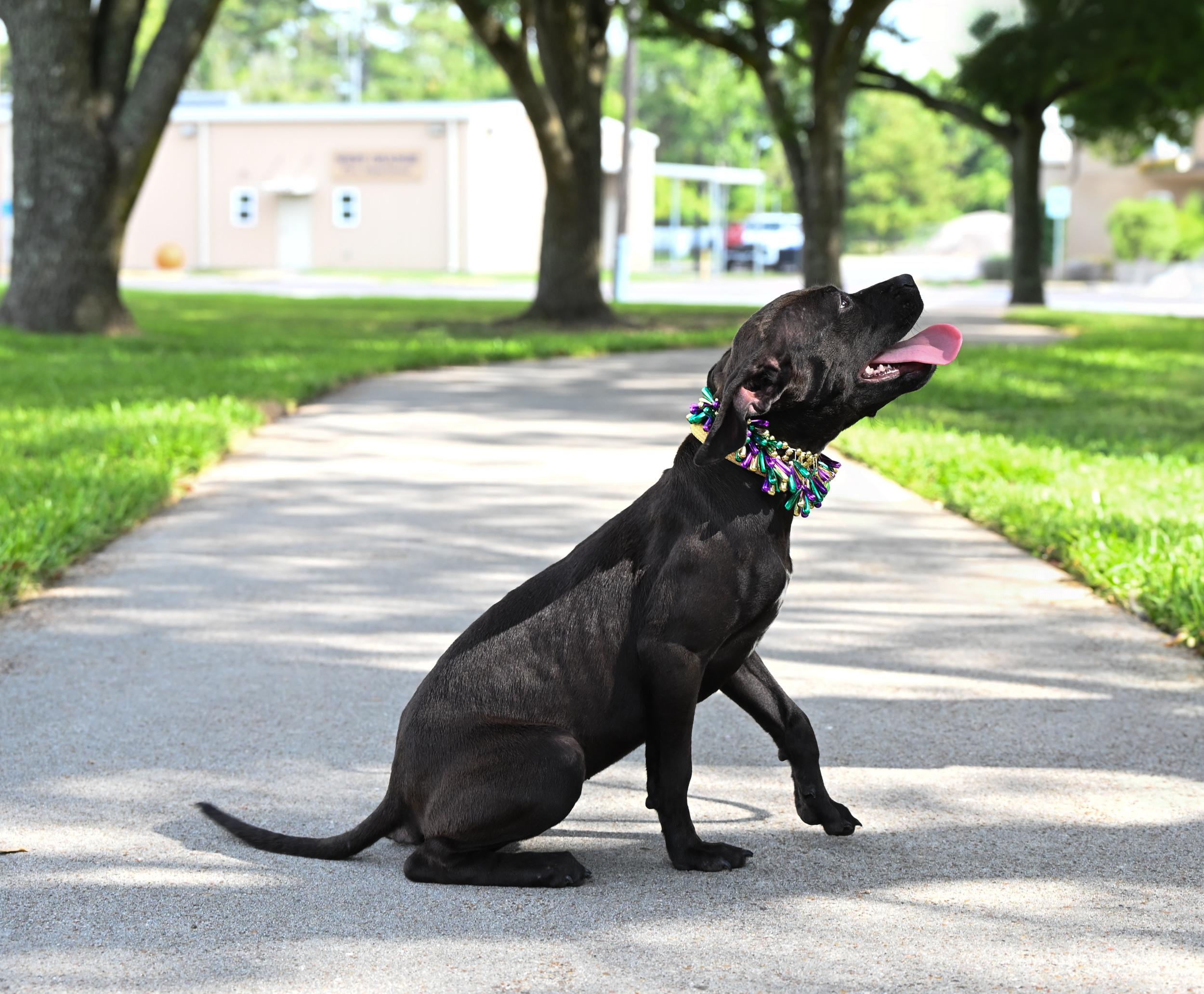Enlarge Janis Joplin, an adopted mixed breed in West Orange, TX image 3/5