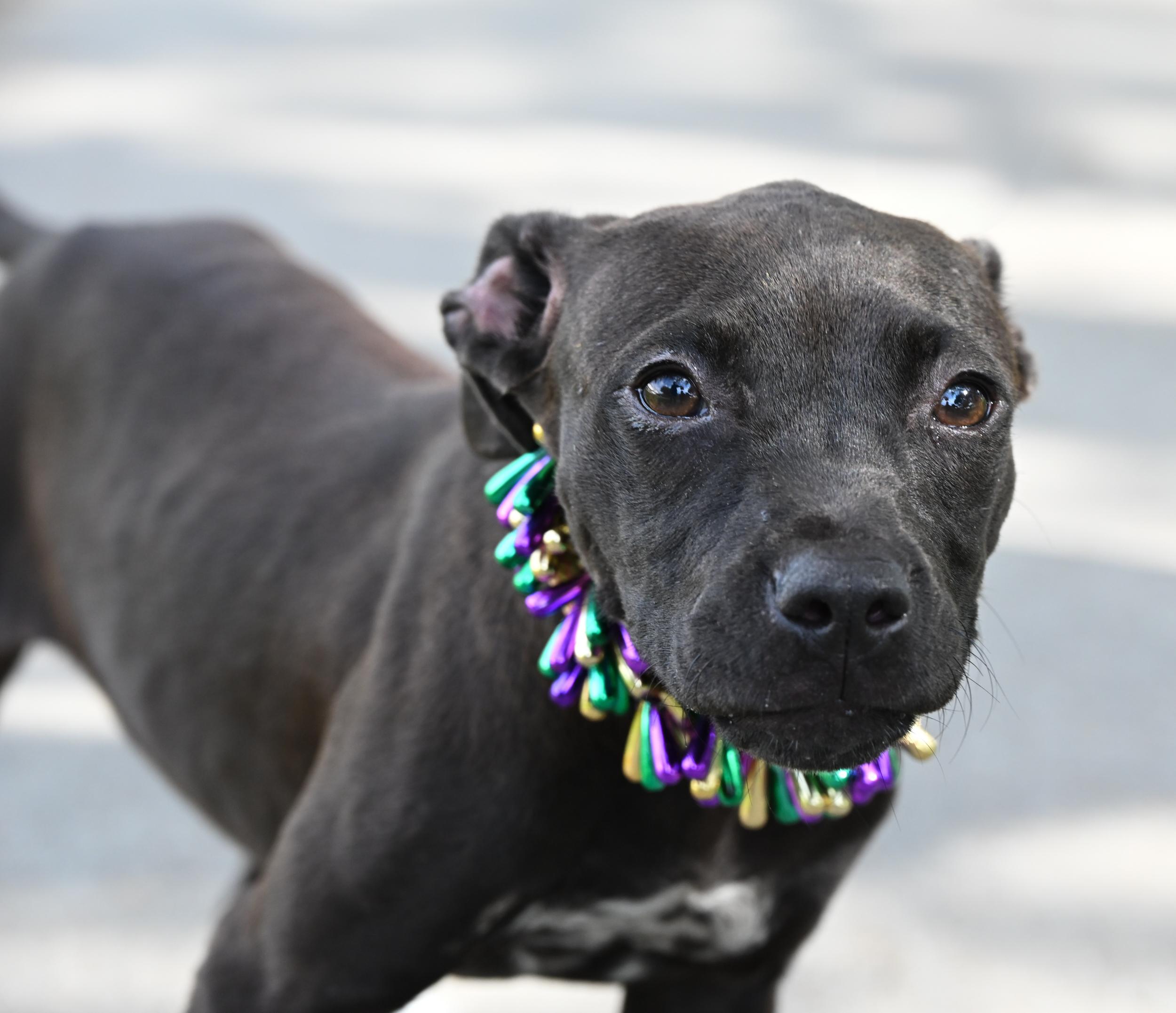 Enlarge Janis Joplin, an adopted mixed breed in West Orange, TX image 1/5