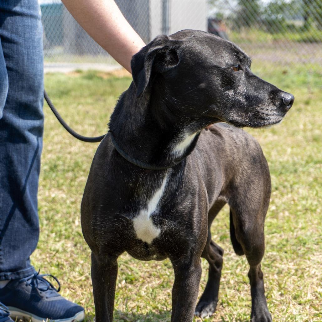 Phoebe, a Adoptable mixed breed in Elizabeth City, NC image 1/6