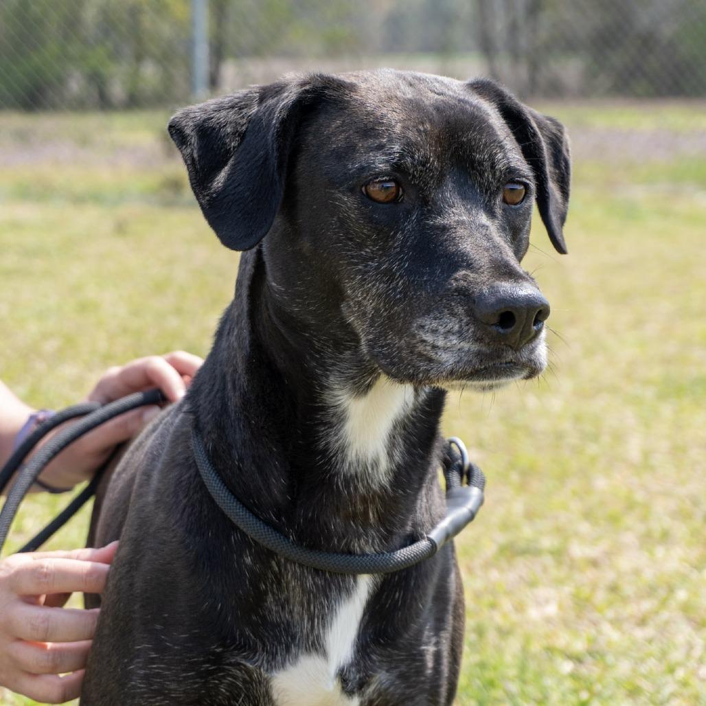 Phoebe, a Adoptable mixed breed in Elizabeth City, NC image 2/6