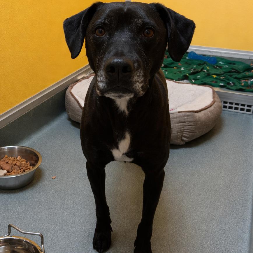 Phoebe, a Adoptable mixed breed in Elizabeth City, NC image 3/6