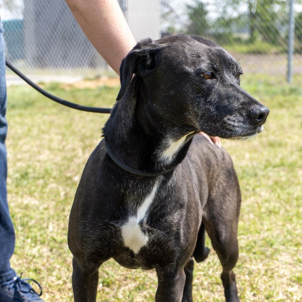 Phoebe, a Adoptable mixed breed in Elizabeth City, NC image 4/6
