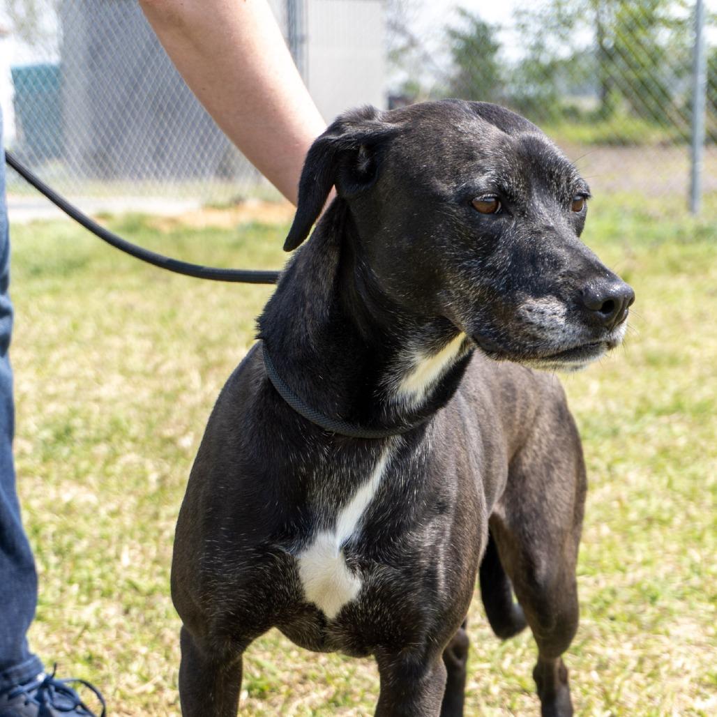 Phoebe, a Adoptable mixed breed in Elizabeth City, NC image 5/6
