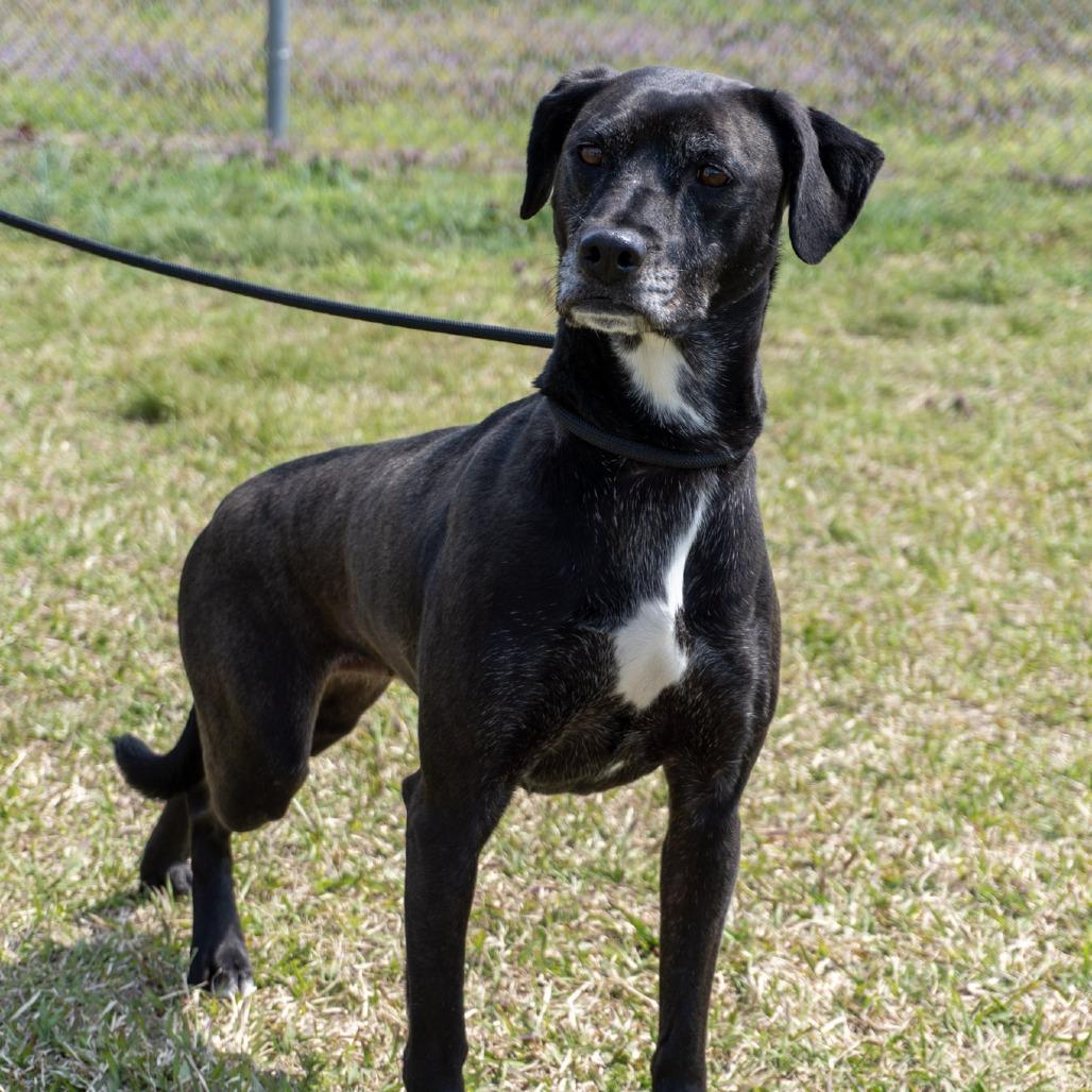 Phoebe, a Adoptable mixed breed in Elizabeth City, NC image 6/6