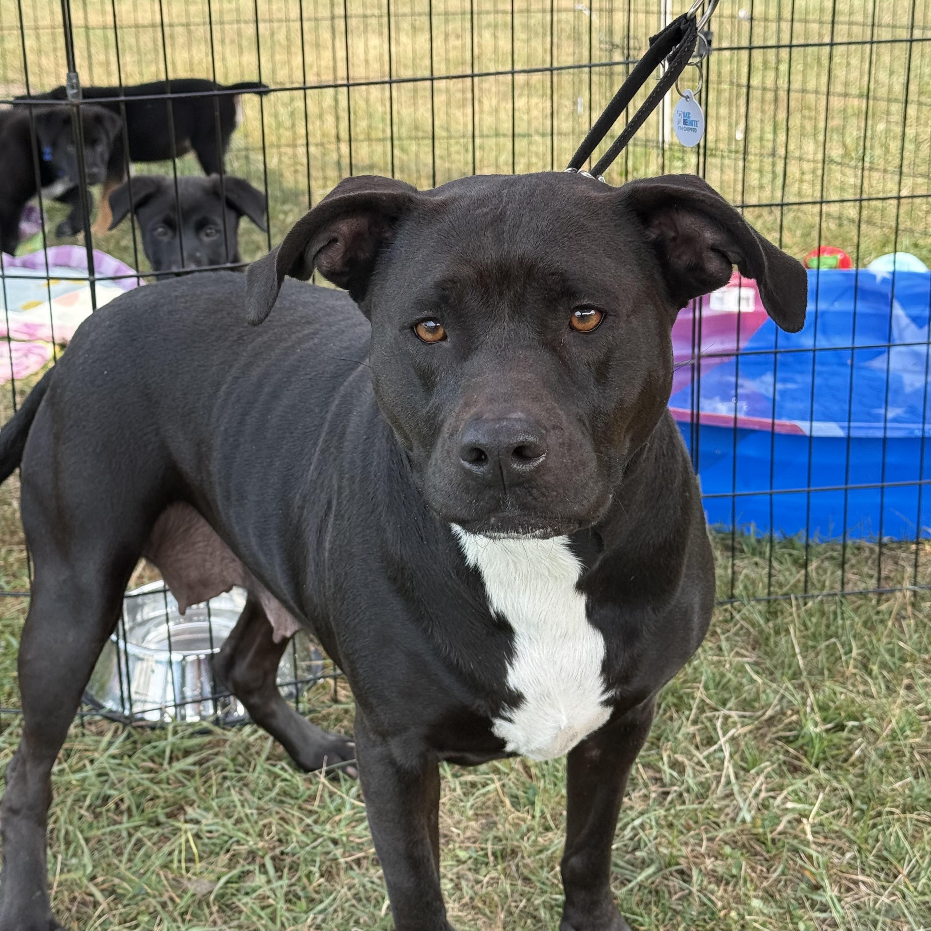 Lil bit, a Adoptable mixed breed in Akron, NY image 1/5