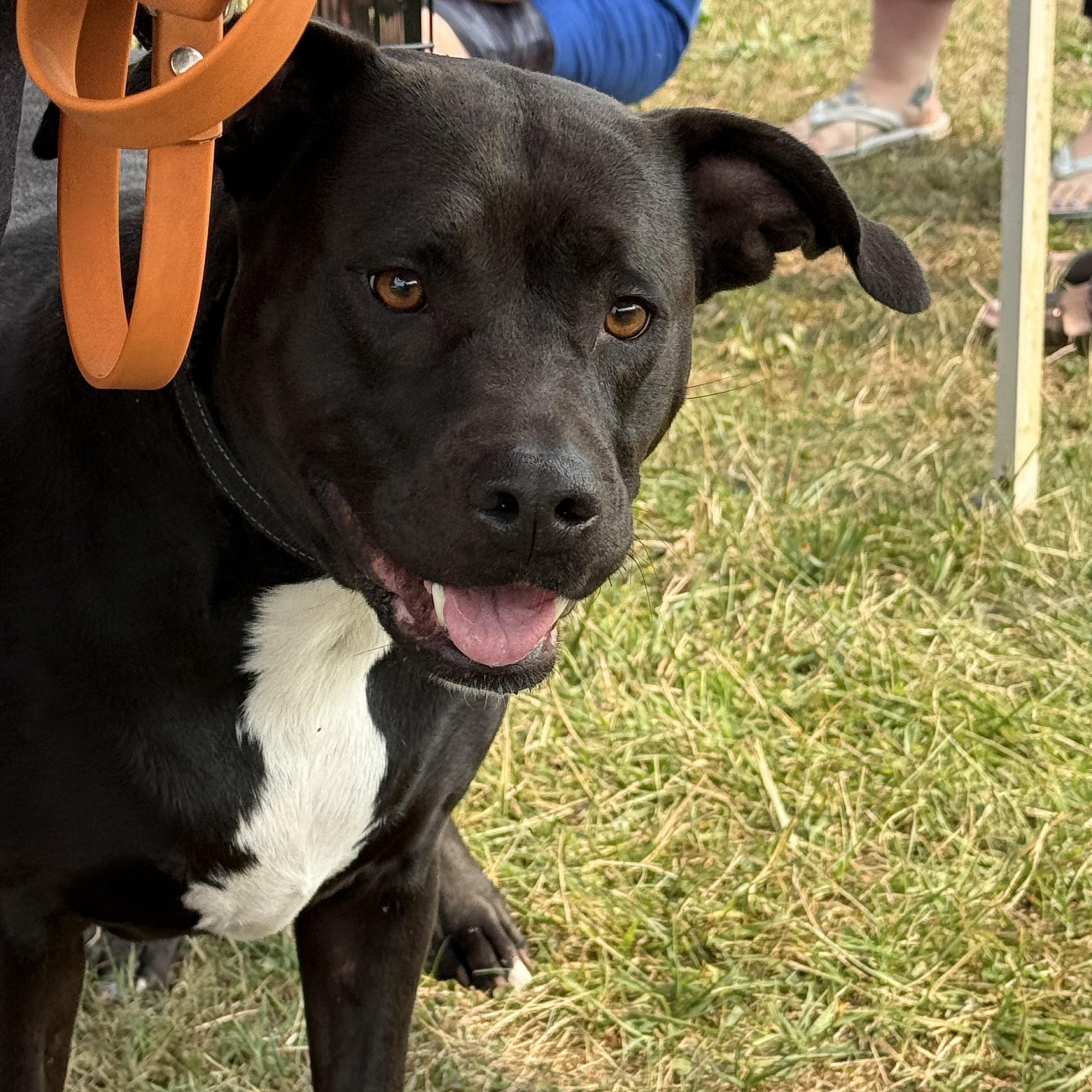 Lil bit, a Adoptable mixed breed in Akron, NY image 2/5