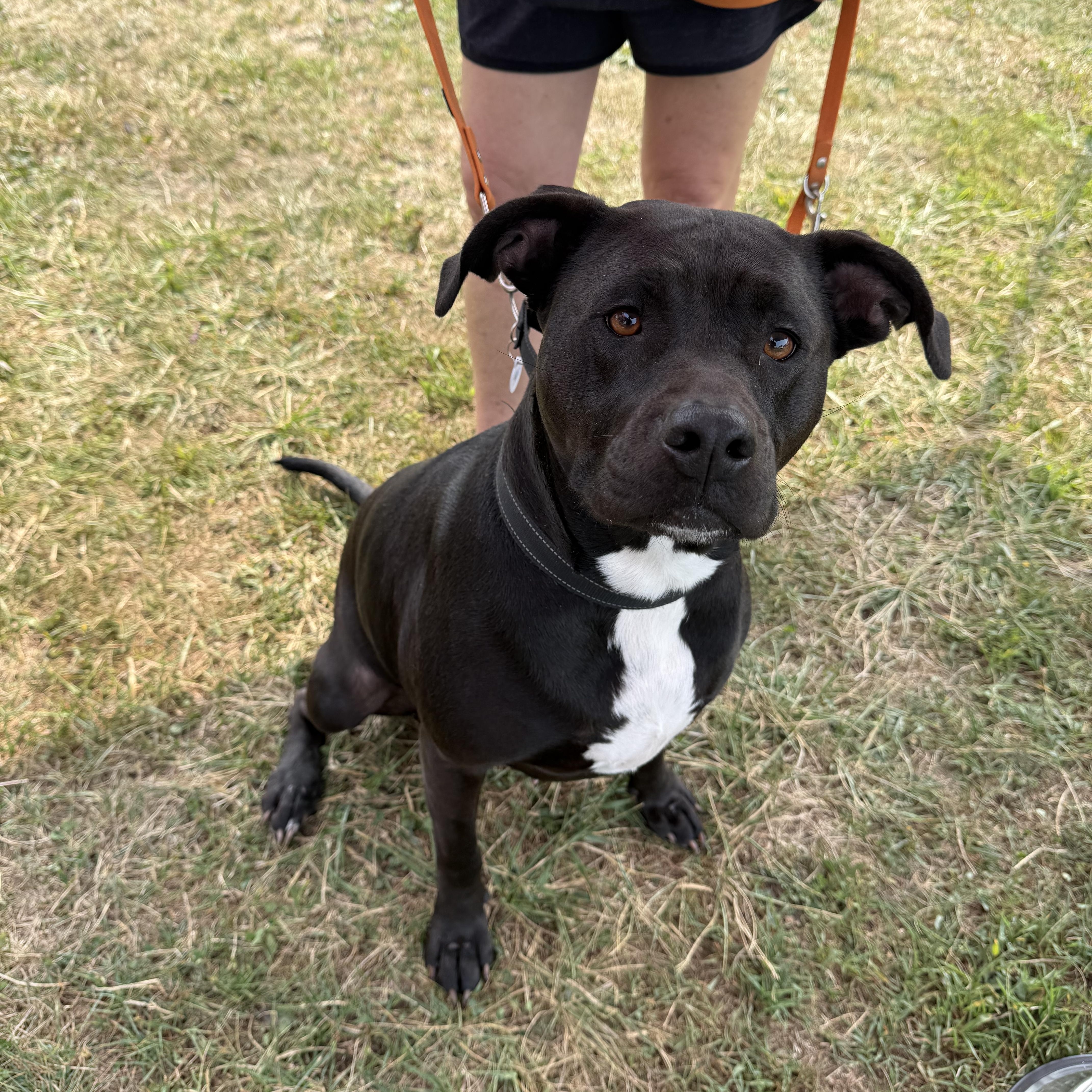 Lil bit, a Adoptable mixed breed in Akron, NY image 3/5