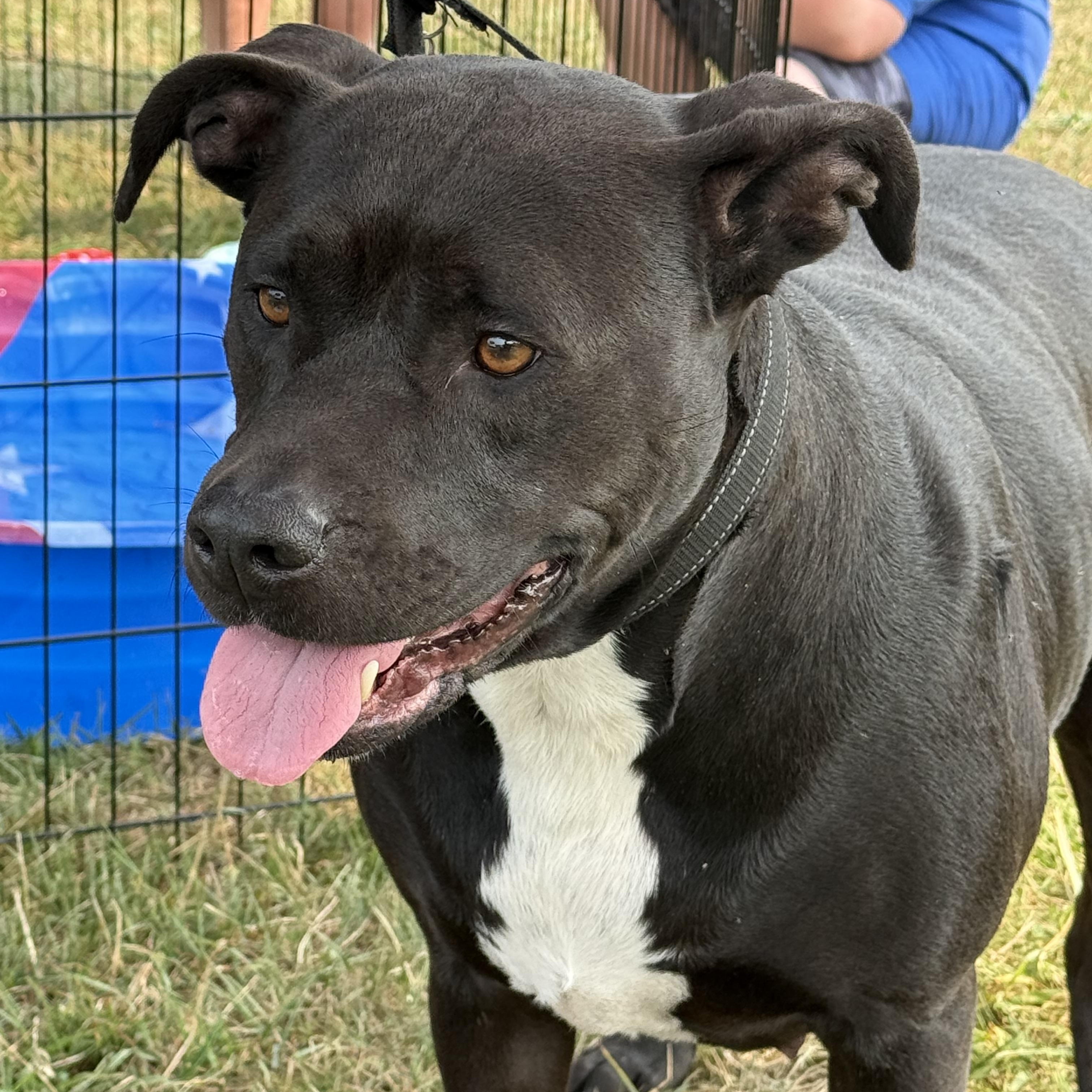 Lil bit, Adoptable, Adult Female Pit Bull Terrier.