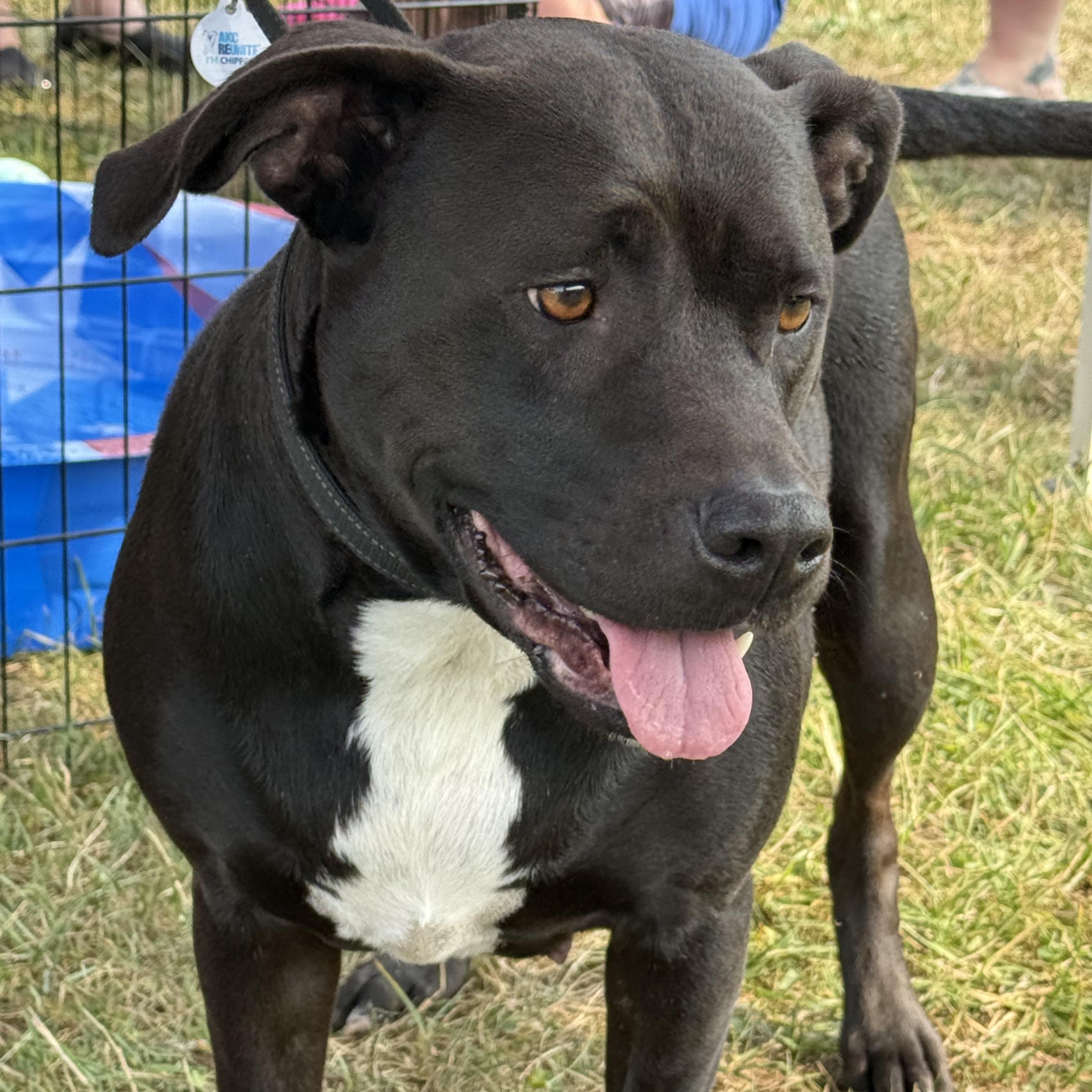 Lil bit, a Adoptable mixed breed in Akron, NY image 5/5