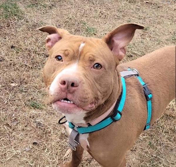 Enlarge Coco, a Adoptable mixed breed in Millersville, MD image 1/3