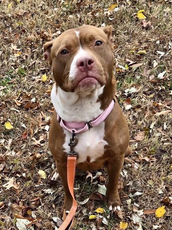 Enlarge Coco, a Adoptable mixed breed in Millersville, MD image 2/3