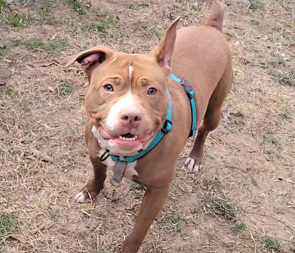 Enlarge Coco, a Adoptable mixed breed in Millersville, MD image 3/3