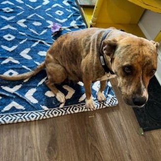 Tilly — thumbnail 3