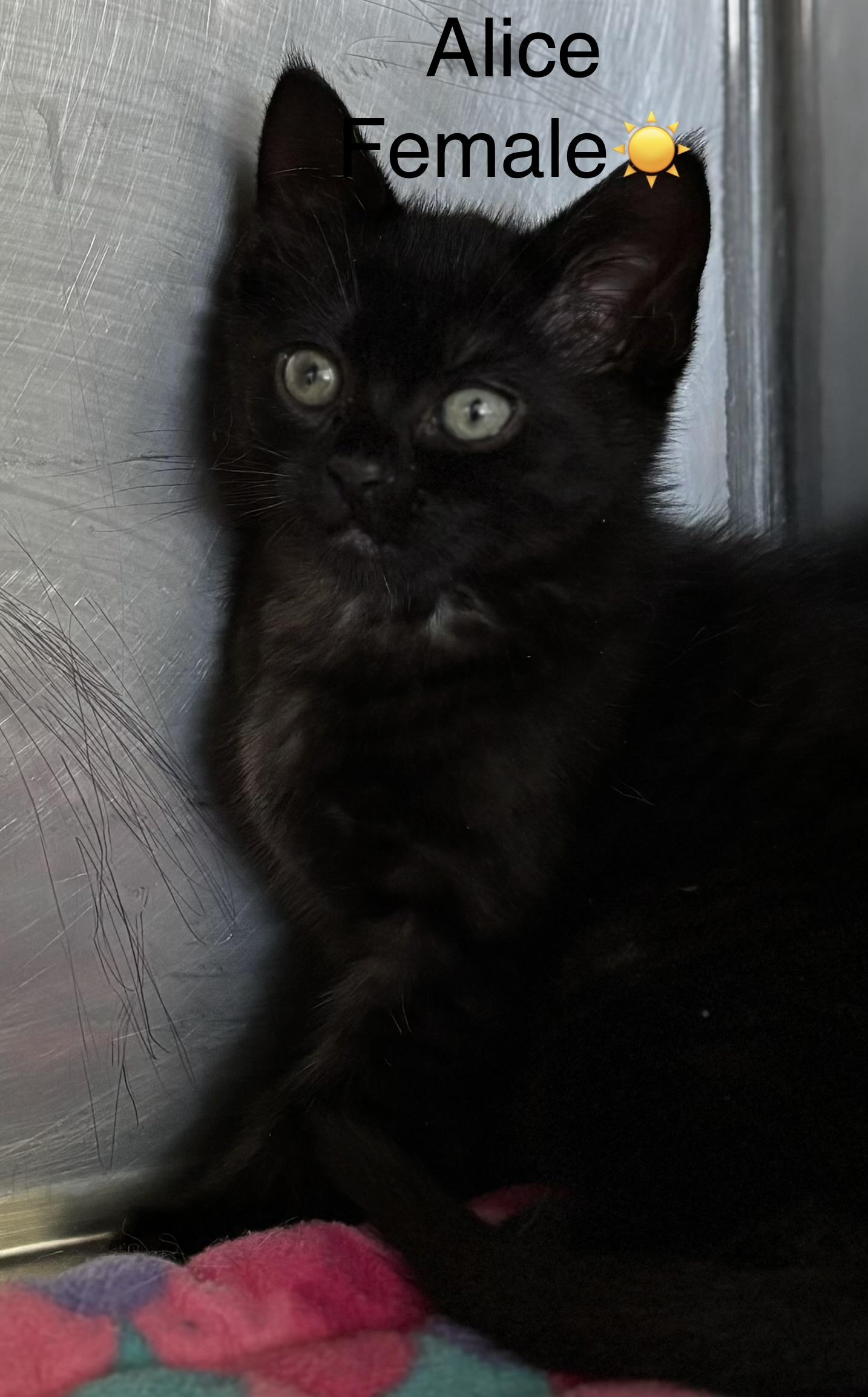 Azelea, Alice, Adele, ADOPTABLE, Kitten Female Domestic Short Hair.