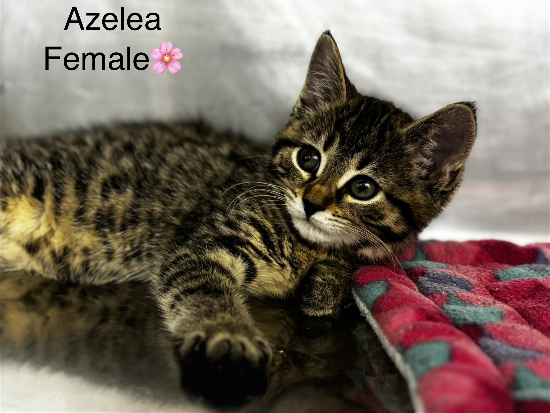 Enlarge Azelea, Alice, Adele, an adopted mixed breed in Calais, ME image 2/3