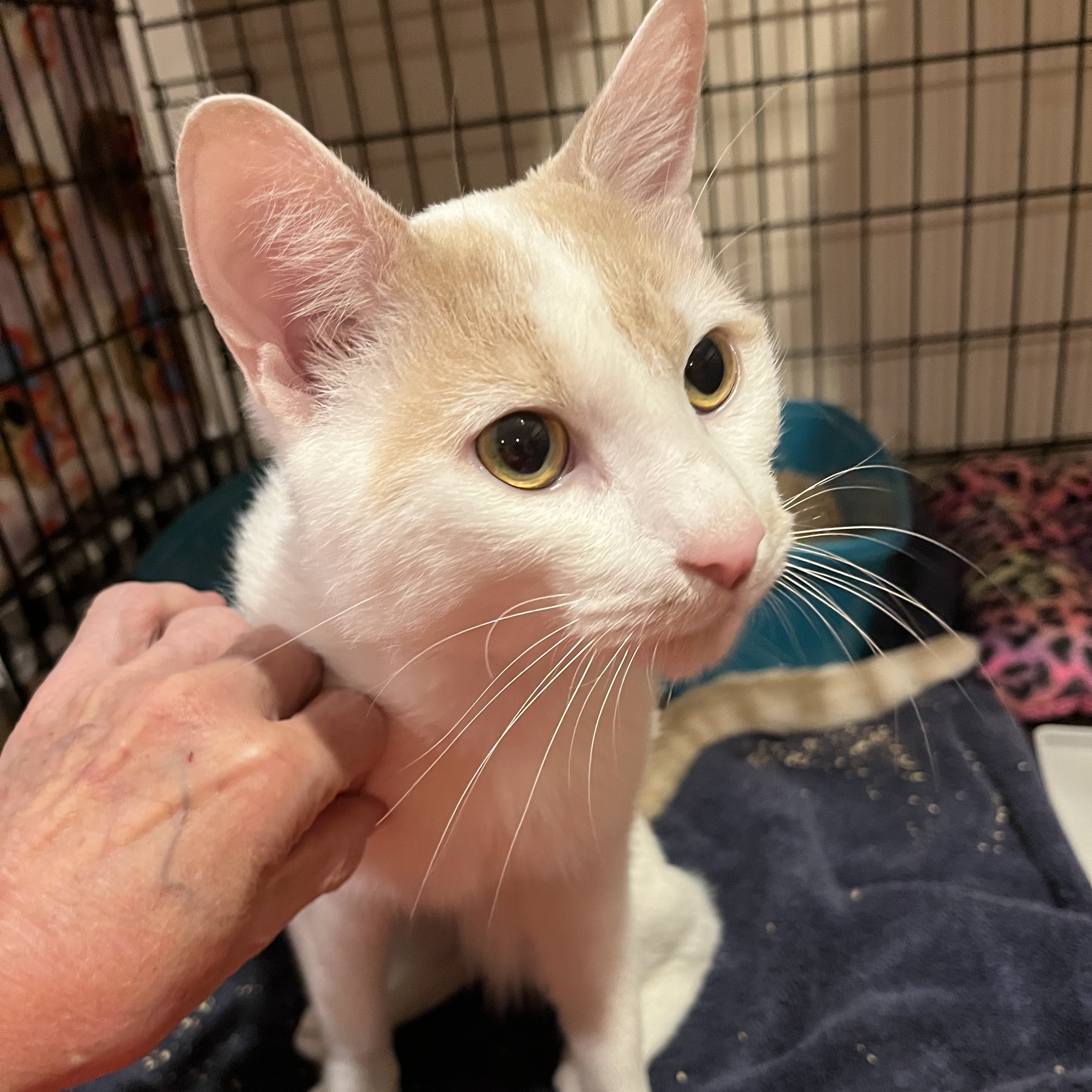 Toasted Marshmallows, a Adopted mixed breed in Andover, CT image 1/3