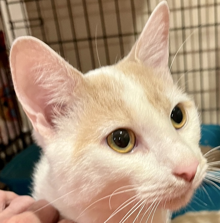 Toasted Marshmallows, a Adopted mixed breed in Andover, CT image 2/3