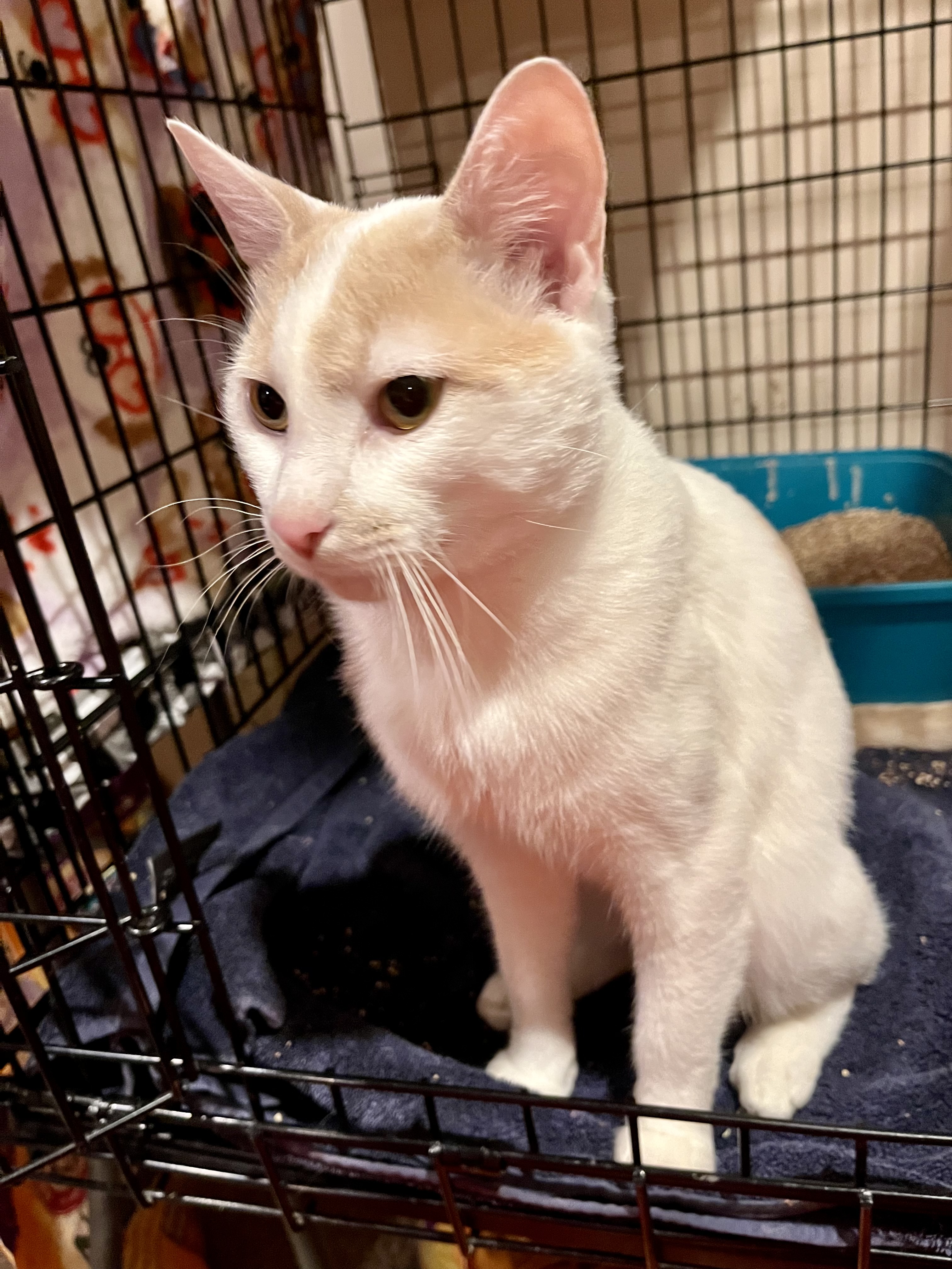 Toasted Marshmallows, a Adopted mixed breed in Andover, CT image 3/3