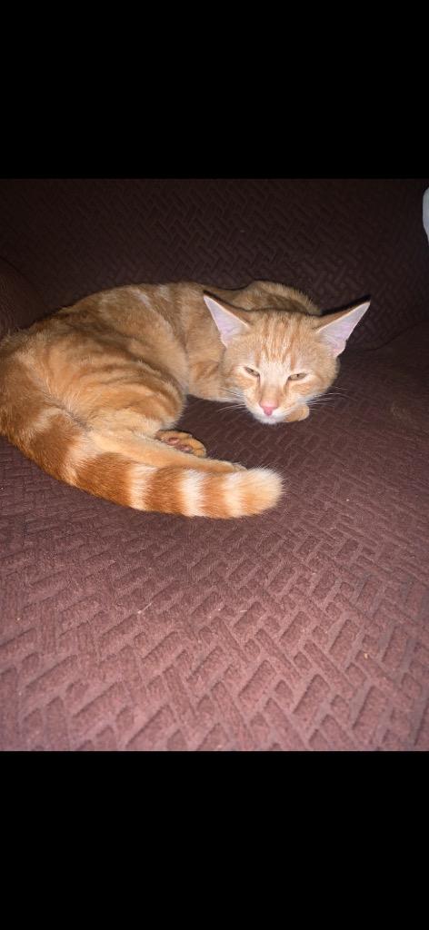 Mufasa (moo-fa-sa), Adopted, Young Male Domestic Short Hair.