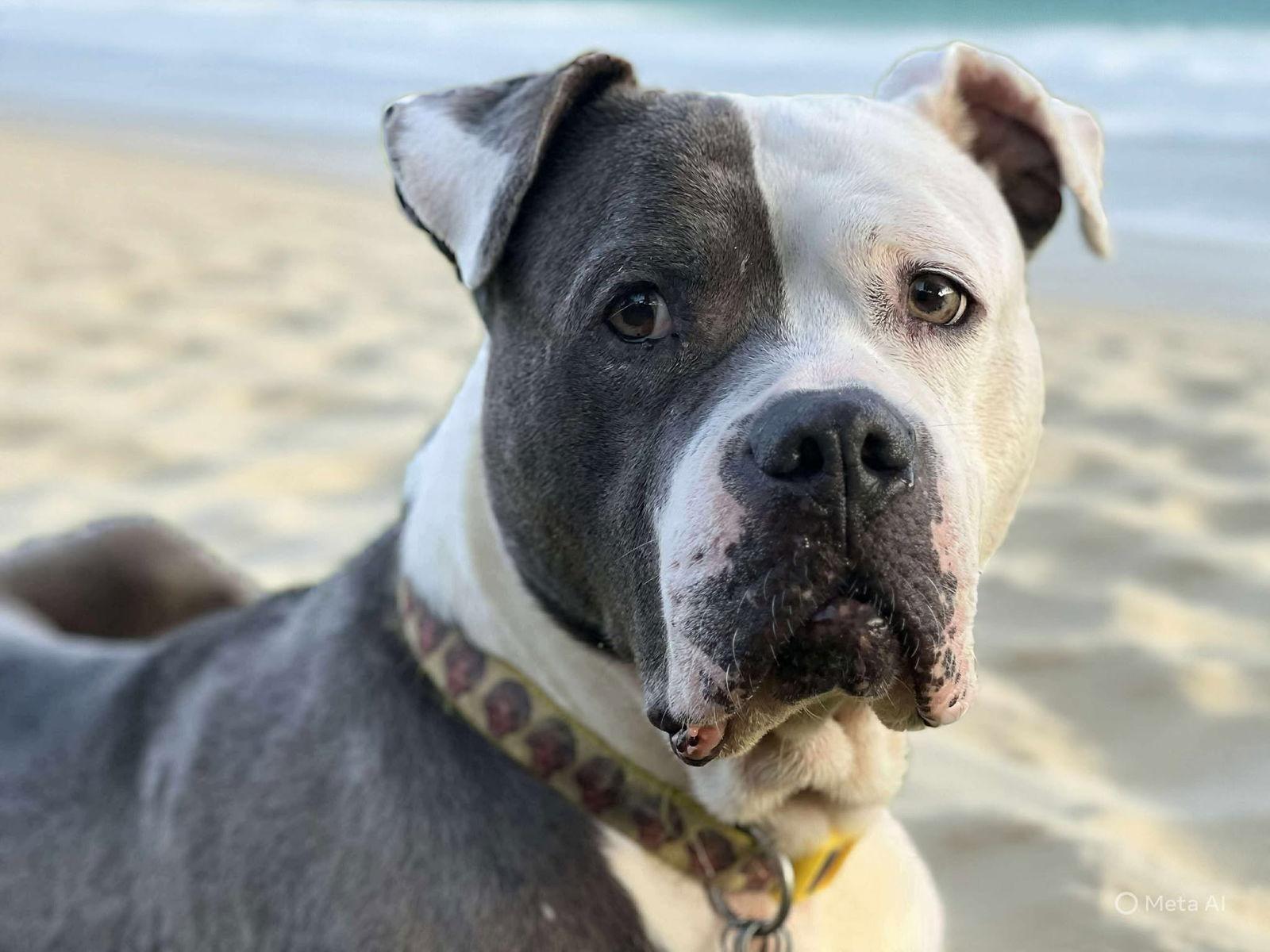 Rayna, Adoptable, Young Female American Bulldog.