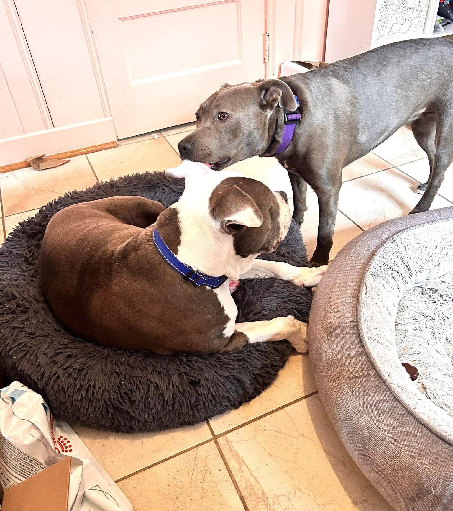 Rayna, Adoptable, Young Female American Bulldog.