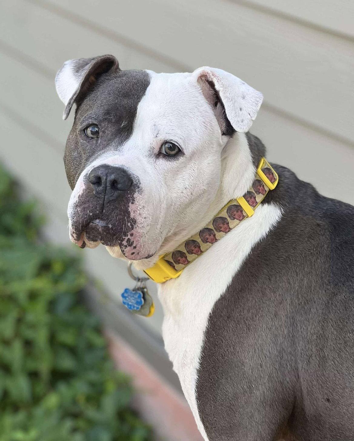 Rayna, Adoptable, Young Female American Bulldog.