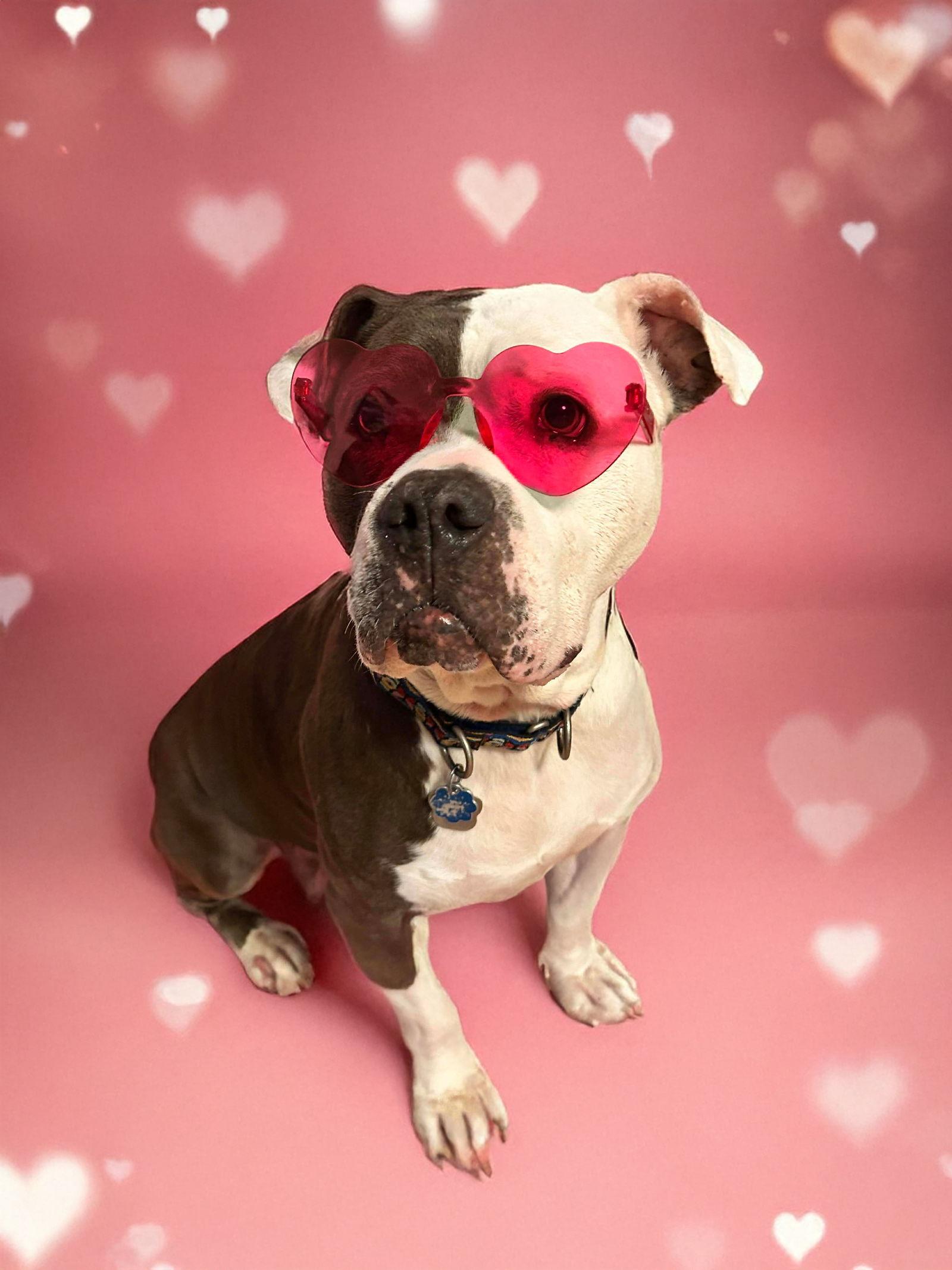 Enlarge Rayna, a Adoptable American Bulldog in Rockville, MD image 1/3