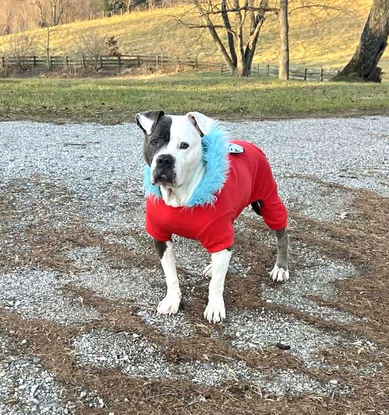 Rayna, a Adoptable American Bulldog in Rockville, MD image 3/3