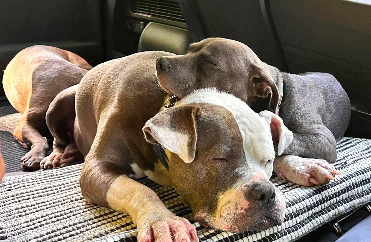 Enlarge Rayna, a Adoptable American Bulldog in Rockville, MD image 2/3