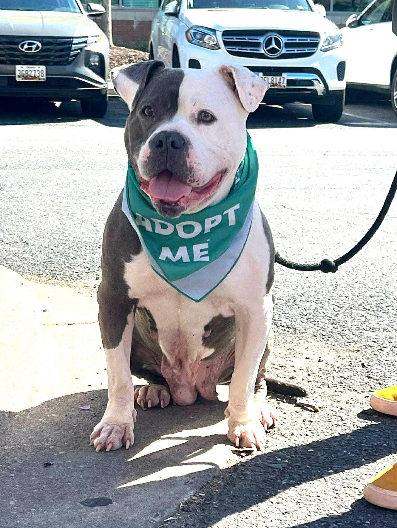 Enlarge Rayna, a Adoptable American Bulldog in Rockville, MD image 3/3