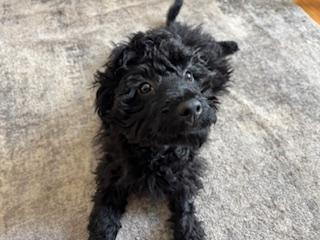 Enlarge Jager, a Adopted mixed breed in Appin, ON image 1/4