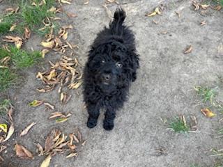 Enlarge Jager, a Adopted mixed breed in Appin, ON image 2/4