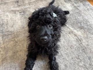 Enlarge Jager, a Adopted mixed breed in Appin, ON image 3/4