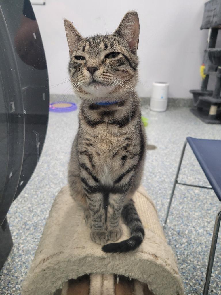 Logan, Adoptable, Kitten Male Domestic Short Hair.