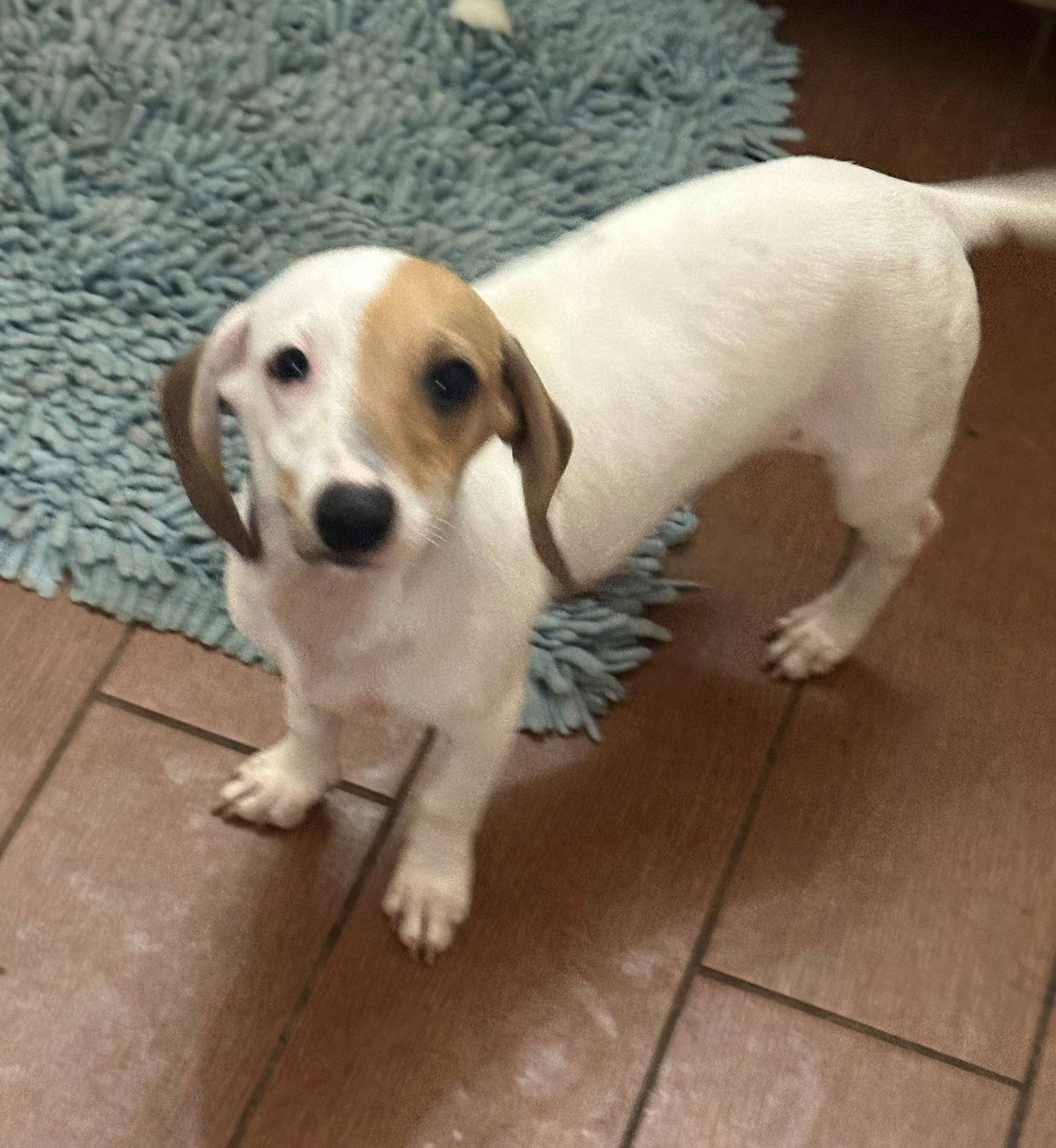 Enlarge Hagan, a Adopted Dachshund in Pearland, TX image 1/3