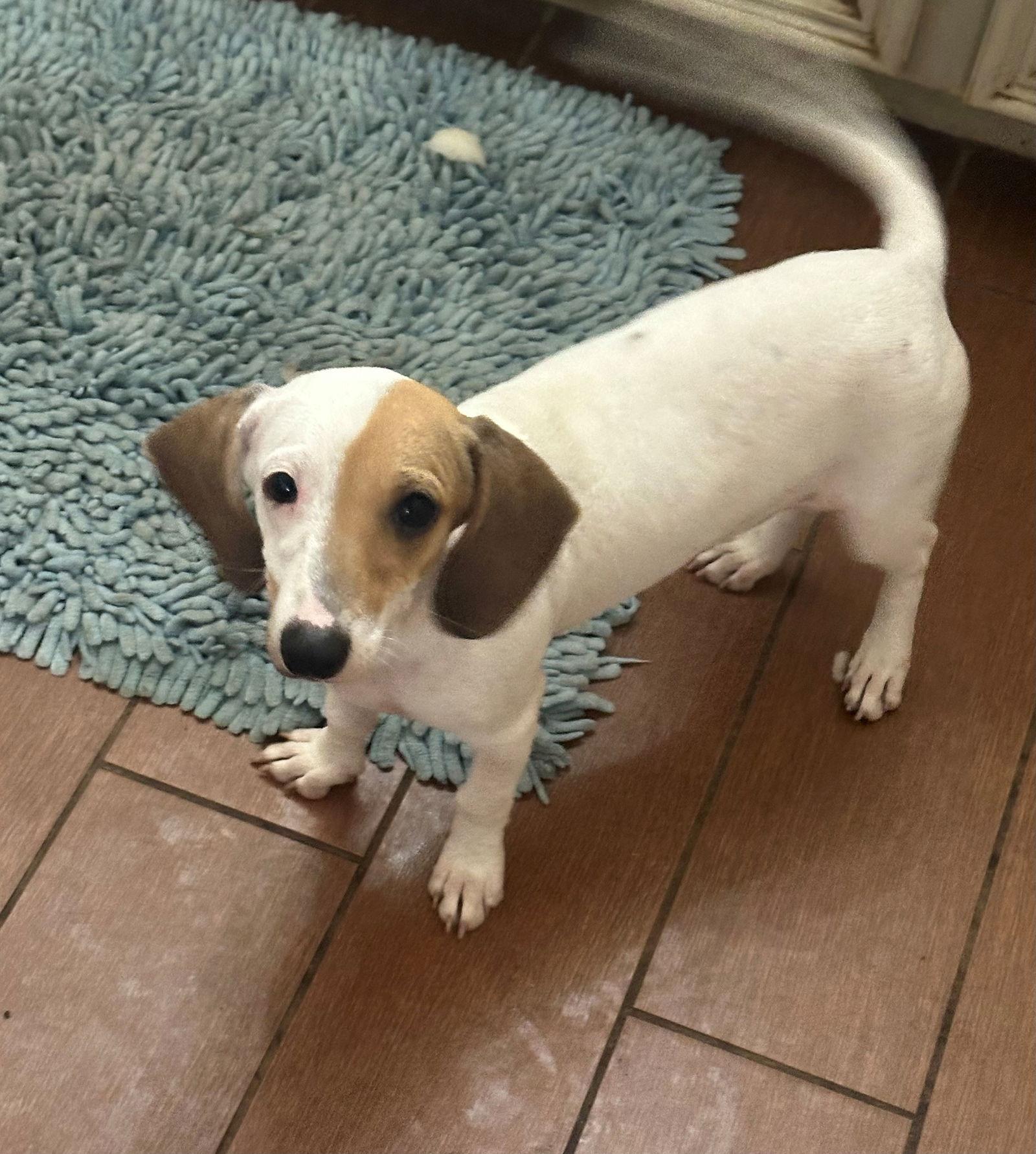 Enlarge Hagan, a Adopted Dachshund in Pearland, TX image 2/3