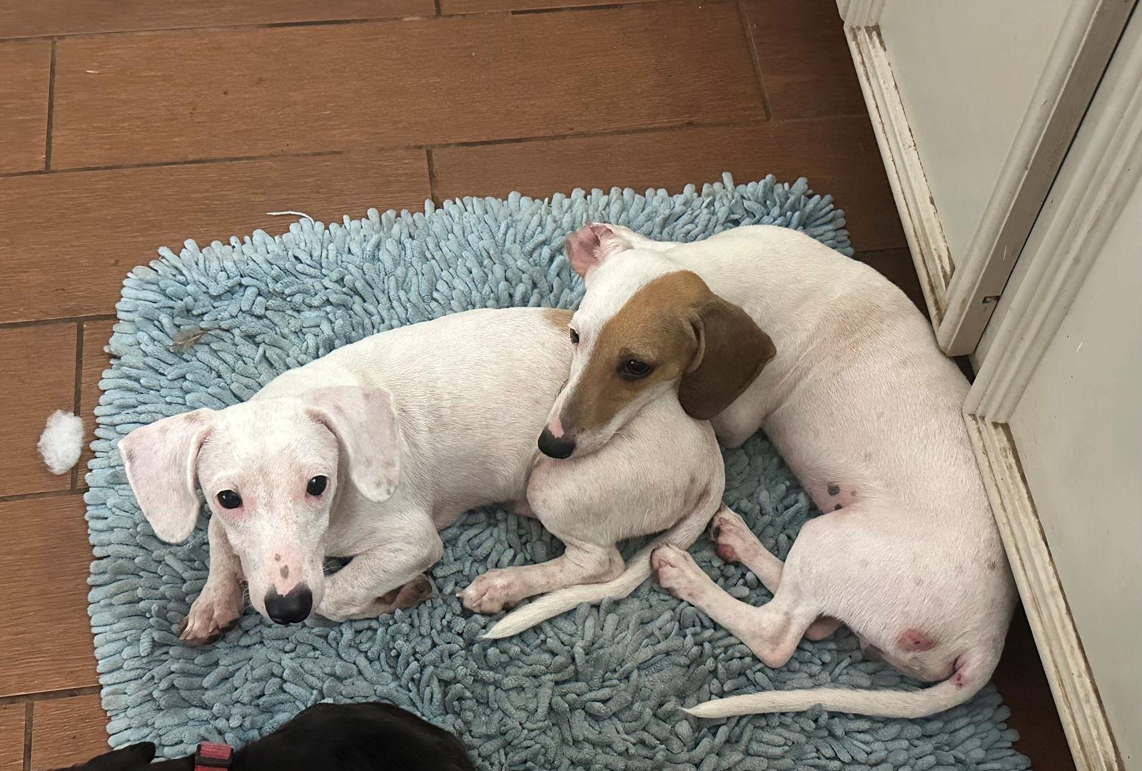 Enlarge Hagan, a Adopted Dachshund in Pearland, TX image 3/3