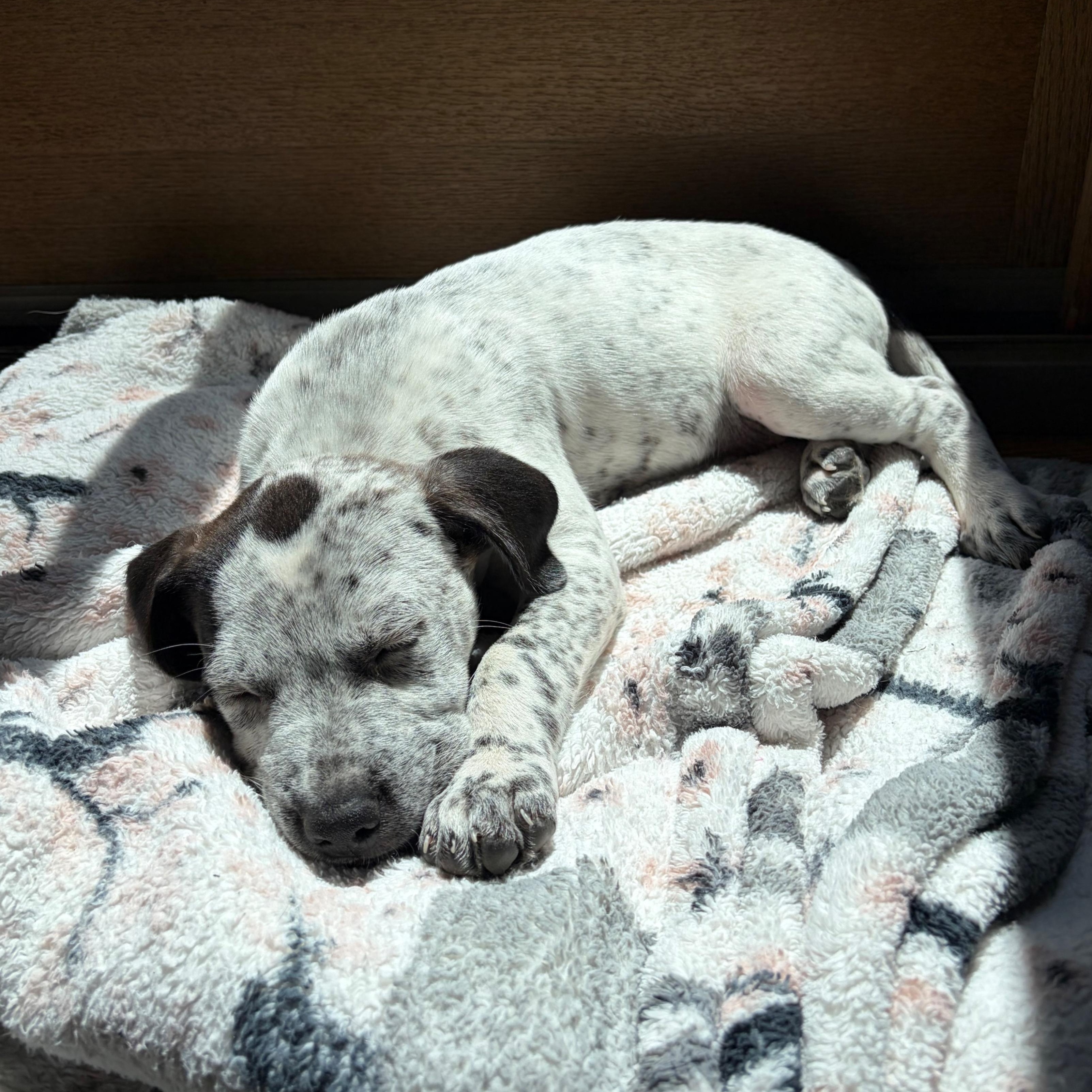 Alfalfa, a ADOPTABLE mixed breed in Alma, MI image 2/3