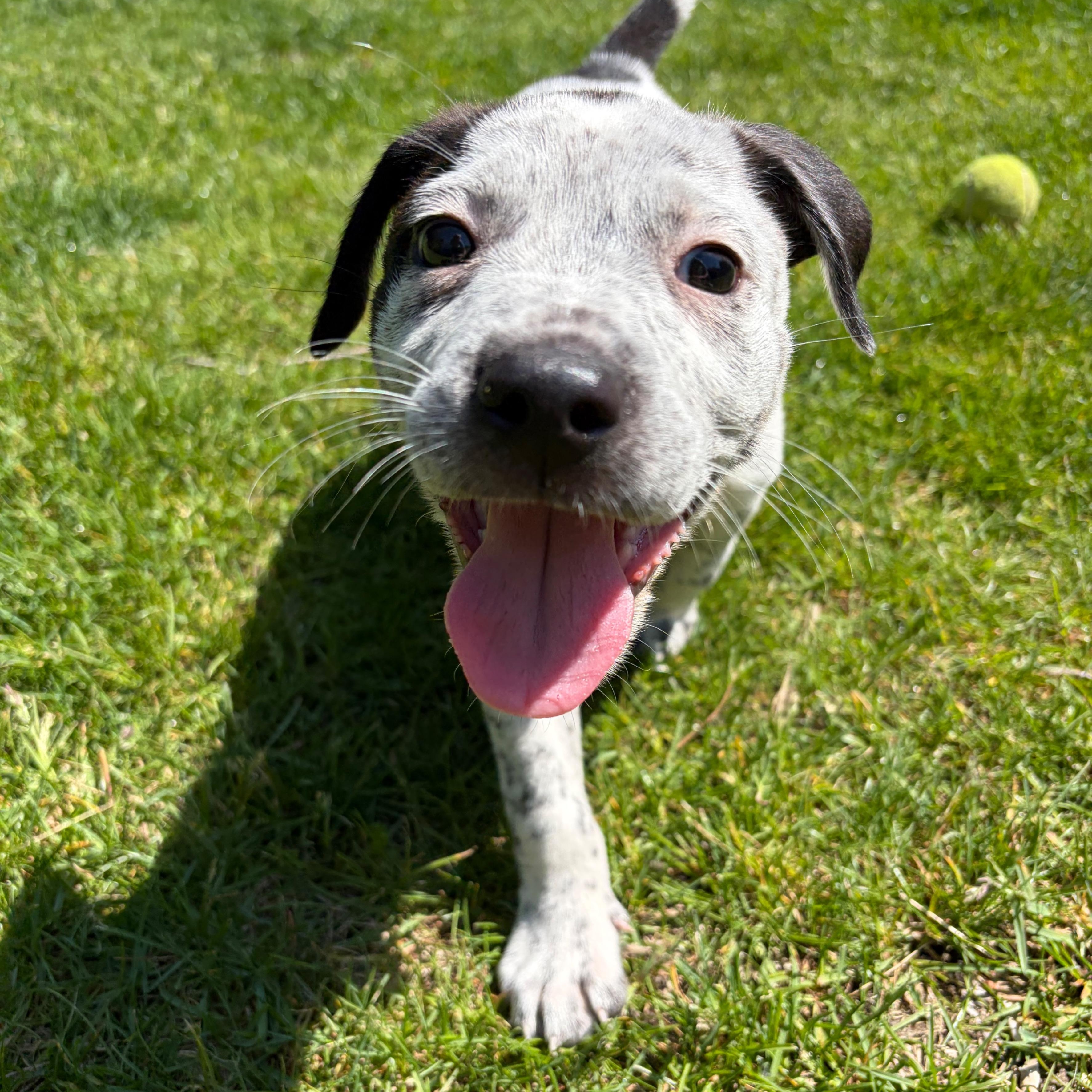 Alfalfa, ADOPTABLE, Puppy Male Beagle & Mixed Breed.