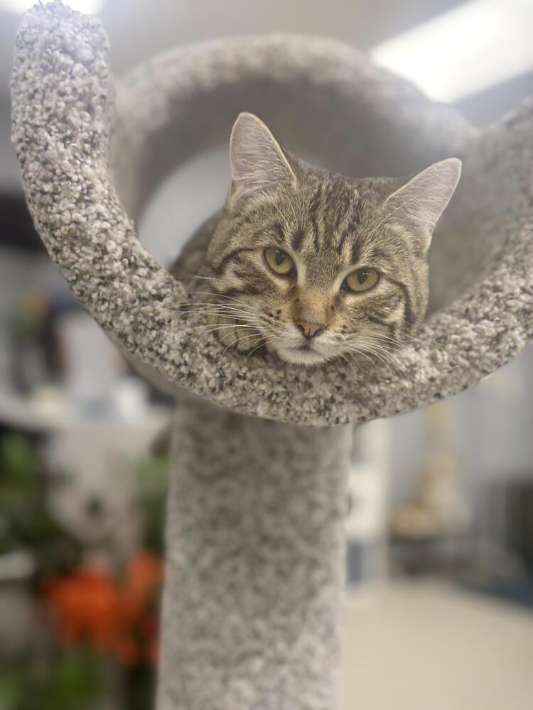 Enlarge Katie Kat, a Adoptable Domestic Short Hair in Plymouth, MN image 1/4
