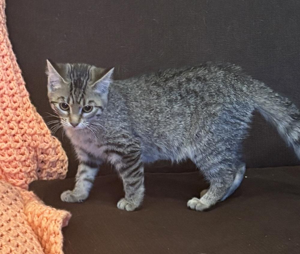 Enlarge Katie Kat, a Adoptable Domestic Short Hair in Plymouth, MN image 2/6