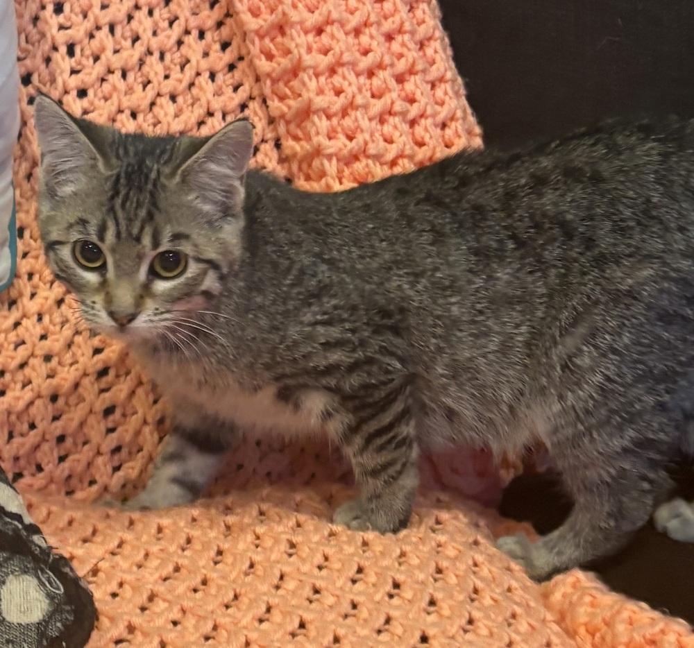 Enlarge Katie Kat, a Adoptable Domestic Short Hair in Plymouth, MN image 3/6